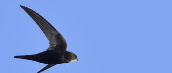 Point d'intérêt Lambesc - Zone nidification martinets noir - Photo