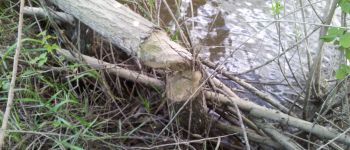 POI Orée-d'Anjou - Traces possibles d'habitats de castors - Photo