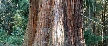 Punto de interés Renaison - Séquoia géant : écorce - Photo