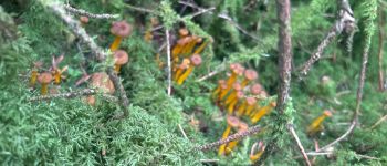 Point d'intérêt Plœuc-L'Hermitage - Chanterelles en tubes  - Photo