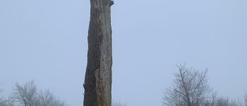 Point d'intérêt Fontainebleau - Chêne Jupiter - Photo