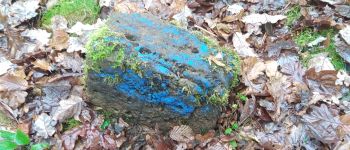 Punto di interesse Vergigny - Borne ZC - Bleue la plus proche de la RD203 - Photo