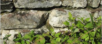 POI Villers-Saint-Frambourg-Ognon - ruines gallo Romaine Chamant Ognon - Photo