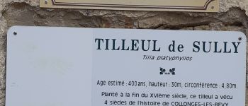 Point d'intérêt Collonges-lès-Bévy - Tilleul de Sully - Photo