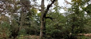 POI Fontainebleau - Chêne Lantara - Photo