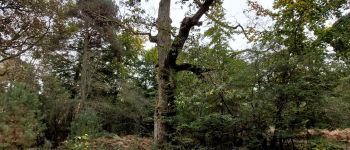 POI Fontainebleau - Chêne Lantara - Photo