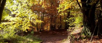 Point d'intérêt Malmedy - sous bois  - Photo