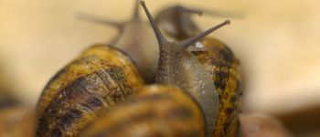 Punto de interés Anhée - Escargotière de Warnant - Photo