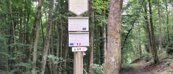 Point d'intérêt Vresse-sur-Semois - bois de la Falijule 300 m - Photo