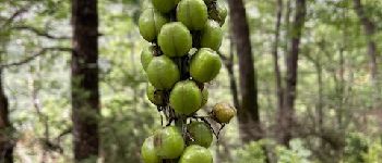 POI Saou - Asphodèle porte-cerise fruit en formation - Photo