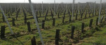 Point of interest Tubize - Les nouvelles vignes du Domaine 