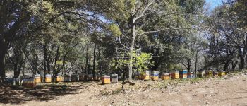Point d'intérêt Les Mayons - Nombreuses ruches trés actives - Photo
