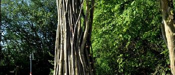 Point of interest Havelange - SENTIERS D'ART - CLOUD TREE - Photo
