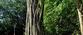 POI Havelange - SENTIERS D'ART - CLOUD TREE - Photo