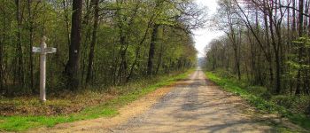 Point d'intérêt Saint-Léger-aux-Bois - Point 22 - Photo