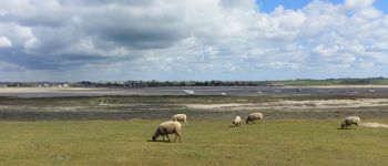 Point d'intérêt Agon-Coutainville - Les moutons de prés-salés - Photo
