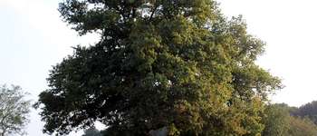 POI Verlaine - Bourlotte elm tree and the three oak trees - Photo