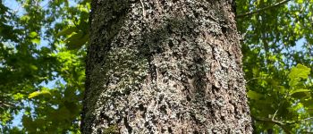 Point d'intérêt Cordelle - Écorce de chêne sessile - Photo