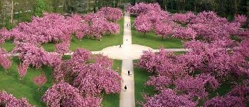 Point d'intérêt Sceaux - Cerisiers roses - Photo