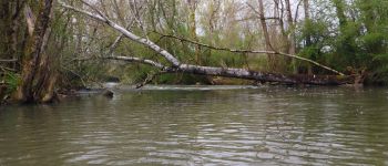 Point d'intérêt Voulon - Arbre 2022 5 - Photo