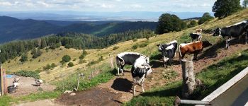 Punto di interesse Wasserbourg - Vue depuis la ferme auberge du Buchawald - Photo