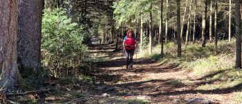 POI Chaveroche - L'allée des sapins - Photo