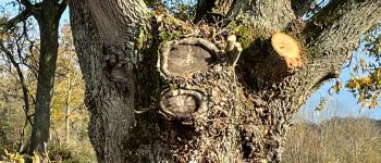 Point of interest Saint-Hilaire-sous-Charlieu - Arbres têtards - Photo