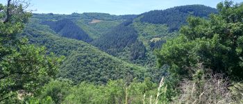 Point d'intérêt Viala-du-Tarn - sentier forêt - Photo
