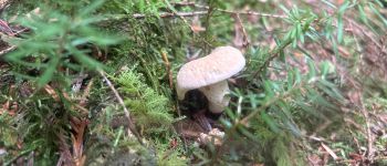 Point d'intérêt Plœuc-L'Hermitage - PIEDS DE MOUTONS - Photo