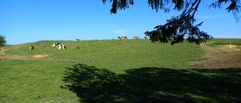 Point d'intérêt Chaumont-Gistoux - Vue nord prairie avec vaches - Photo