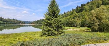 Point d'intérêt La Bresse - lac de la lande - Photo