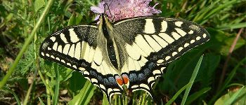 Point d'intérêt Jarnosse - Machaon - Photo