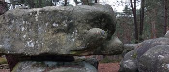 Point d'intérêt Fontainebleau - 3-E Rocher de la Cinquantaine - Photo