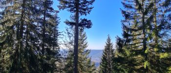 Point d'intérêt Grandfontaine - Grands arbres - Photo