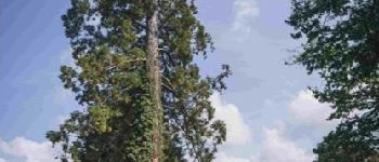 POI Wirten - Le séquoia du collège de Virton - Photo