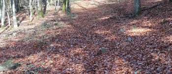 Punto de interés Saint-Hubert - Foret en automne - Photo