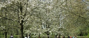 Point d'intérêt Antony - Cerisiers blancs - Photo
