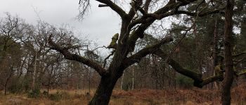 Point d'intérêt Fontainebleau - G - Chêne pédonculé - Photo