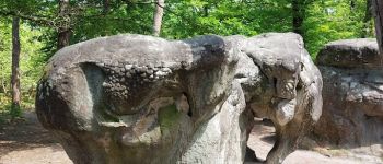 Point d'intérêt Fontainebleau - Rocher de l'Eléphant - Photo