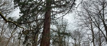 Point d'intérêt Fontainebleau -  Séquoia  - Photo