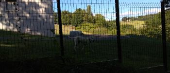 POI Manzac-sur-Vern - Point 14, chien avec un collier et enfermé  - Photo