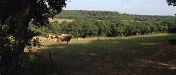 Point of interest Alzonne - Cattle above La Migance - Photo