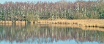 Point d'intérêt Bernissart - 1 - Un étang bordé d'arbres. Le bihoreau gris - Photo