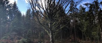 Point d'intérêt Masevaux-Niederbruck - Le gros chêne - Photo