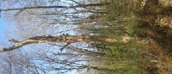 Punto di interesse Échenoz-la-Méline - Point 6 arbre à martre - Photo