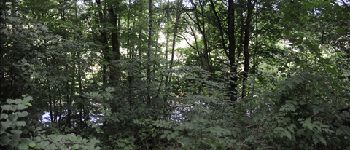 Point d'intérêt Tellin - 5 - Une forêt riveraine - Photo