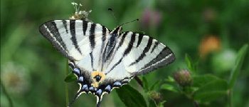 Punto di interesse Viroinval - 2 - Fleurs et papillons - Photo