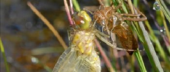 Punto de interés Florenville - 1 - Les libellules - Photo