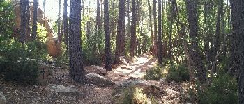 Point d'intérêt Piana - Couvert de pins - Photo