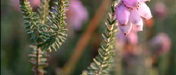 Point d'intérêt Saint-Vith - 5 - Les fleurs de la lande humide - Photo